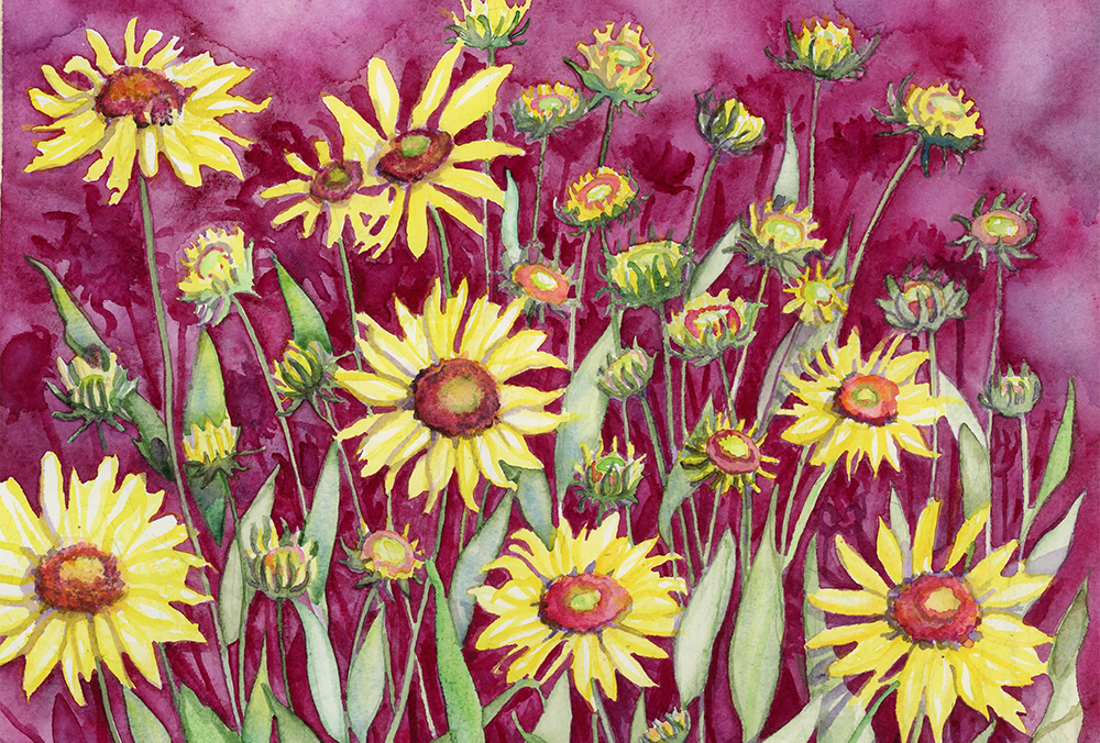 Blanket Flower, Gaillardia, Colorado, Yellow flowers, watercolor painting at the Fraser Art Gallery