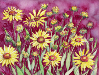 Blanket Flower, Gaillardia, Colorado, Yellow flowers, watercolor painting at the Fraser Art Gallery