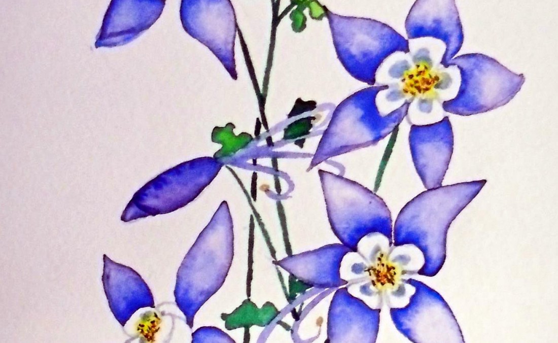Columbines Colorado wildflower painting watercolor local artist local subject matter Winter Park, Colorado art galleries, Fraser, Colorado Art galleries.