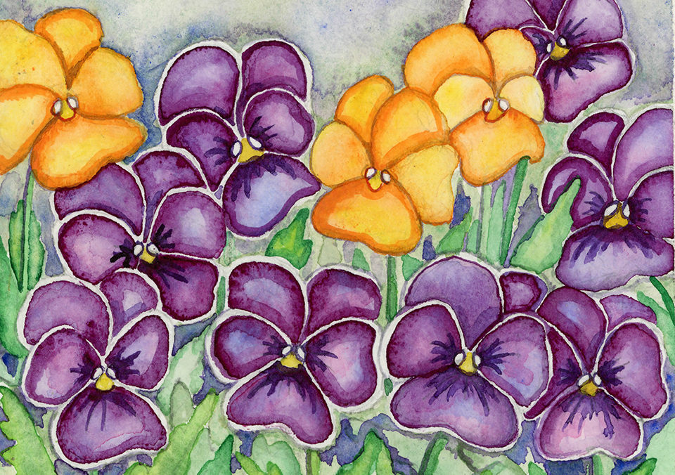 Cassis Pansy, Fraser, Winter Park Flowers, Watercolor,