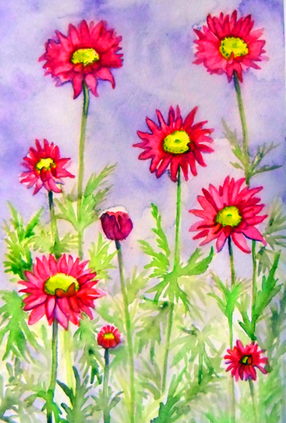 Pink Daisies, Pyrethrum, floral, painting, watercolor, pink, purple