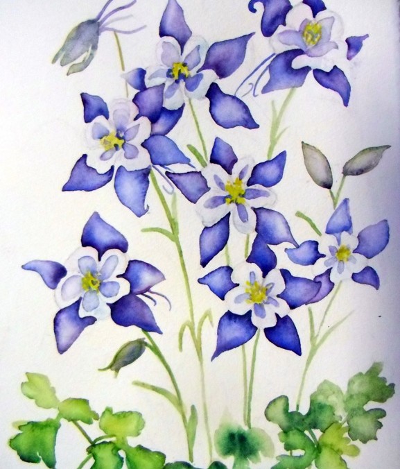 Columbine wildflower Colorado State Flower blue watercolor painting fine art prints commissions originals Fraser Winter Park local art