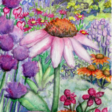 Echinacea Purpurea prints $25+