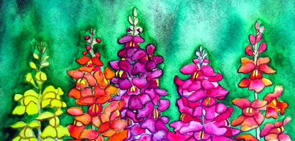 Snapdragon antirrhinum flower art snapdragon painting watercolor painting Elizabeth Kurtak Art Gallery Fraser Colorado